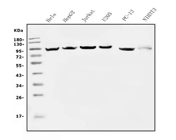 EEF2 Mouse Monoclonal Antibody