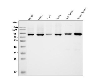 APPL/APPL1 Mouse Monoclonal Antibody