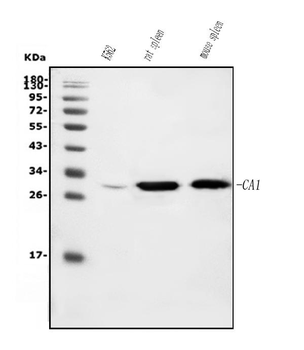 Carbonic Anhydrase I/CA1 Mouse Monoclonal Antibody