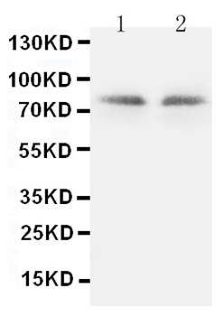 PKC gamma/PRKCG Rabbit Polyclonal Antibody