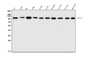 AFAP/AFAP1 Rabbit Polyclonal Antibody