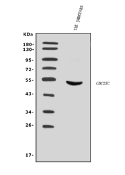 Cdc25c Rabbit Polyclonal Antibody