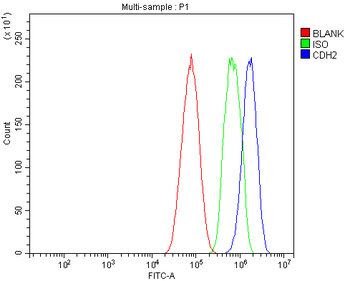 N Cadherin/CDH2 Rabbit Polyclonal Antibody