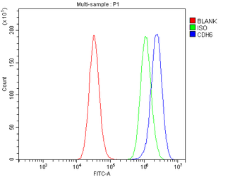 K Cadherin/CDH6 Antibody