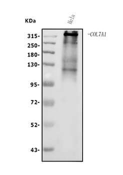 Collagen VII/COL7A1 Rabbit Polyclonal Antibody
