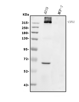 NG2/CSPG4 Rabbit Polyclonal Antibody
