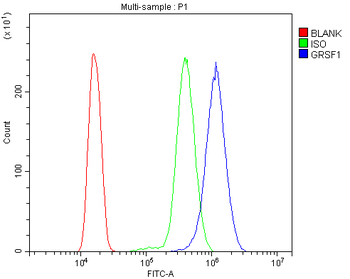 GRSF1 Rabbit Polyclonal Antibody