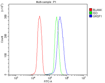 GRSF1 Rabbit Polyclonal Antibody