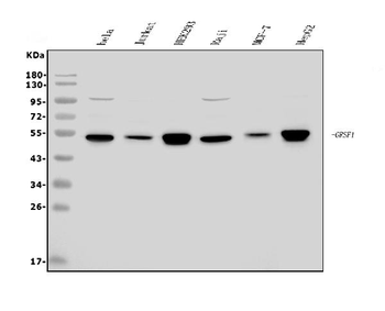 GRSF1 Rabbit Polyclonal Antibody