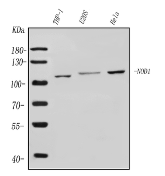CARD4/NOD1 Rabbit Polyclonal Antibody