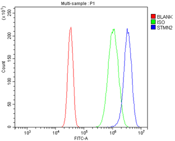 SCG10/STMN2 Antibody