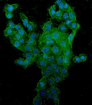 CD44 Mouse Monoclonal Antibody
