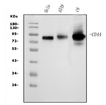 CD44 Mouse Monoclonal Antibody