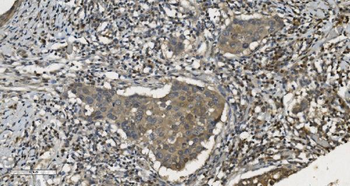 MPI Mouse Monoclonal Antibody