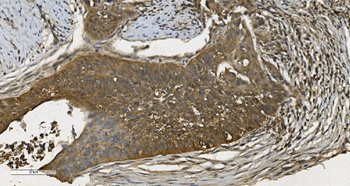 MPI Mouse Monoclonal Antibody