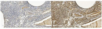 MPI Mouse Monoclonal Antibody