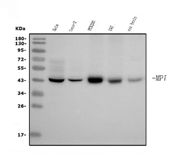 MPI Mouse Monoclonal Antibody