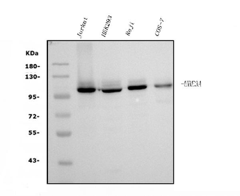 UBE3A Mouse Monoclonal Antibody