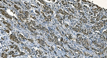 CDC45L Mouse Monoclonal Antibody