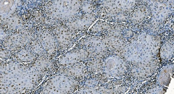 CDC45L Mouse Monoclonal Antibody