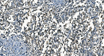 CDC45L Mouse Monoclonal Antibody