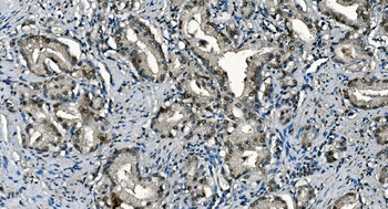 CDC45L Mouse Monoclonal Antibody