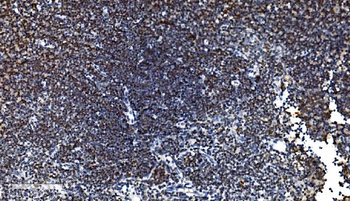 CDC45L Mouse Monoclonal Antibody