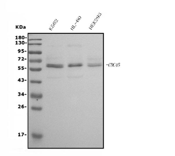 CDC45L Mouse Monoclonal Antibody