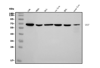 Transketolase/TKT Antibody (monoclonal, 2I3)