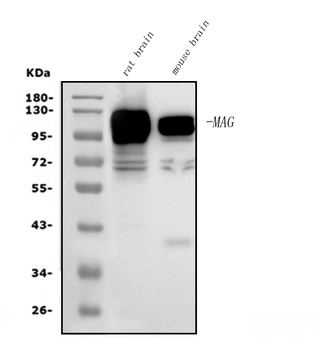MAG Picoband® Mouse Monoclonal Antibody
