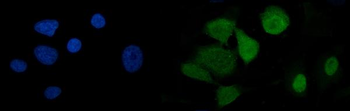 U2AF65/U2AF2 Picoband® Mouse Monoclonal Antibody