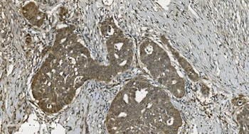 U2AF65/U2AF2 Picoband® Mouse Monoclonal Antibody