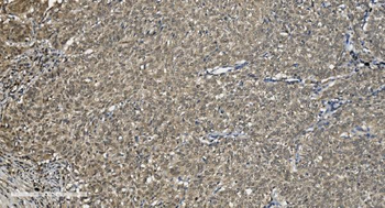 U2AF65/U2AF2 Picoband® Mouse Monoclonal Antibody