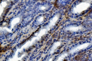 U2AF65/U2AF2 Picoband® Mouse Monoclonal Antibody