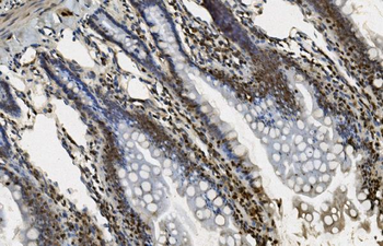 U2AF65/U2AF2 Picoband® Mouse Monoclonal Antibody