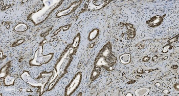 U2AF65/U2AF2 Picoband® Mouse Monoclonal Antibody