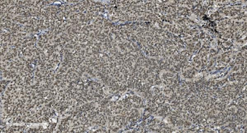 U2AF65/U2AF2 Picoband® Mouse Monoclonal Antibody