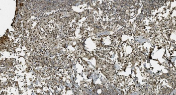 U2AF65/U2AF2 Picoband® Mouse Monoclonal Antibody