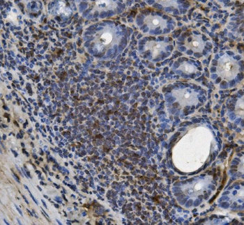 U2AF65/U2AF2 Picoband® Mouse Monoclonal Antibody