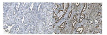 MCM5 Mouse Monoclonal Antibody