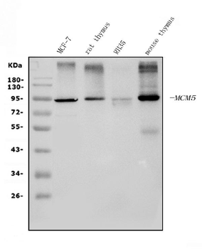 MCM5 Mouse Monoclonal Antibody