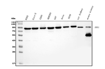 DDX1 Picoband® Mouse Monoclonal Antibody