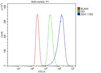 DDX1 Picoband® Mouse Monoclonal Antibody