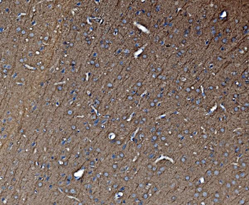 Tubulin alpha Antibody (monoclonal, 7B12)