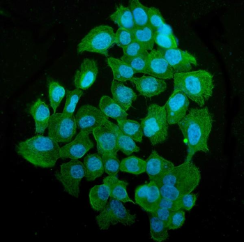 Tubulin alpha Antibody (monoclonal, 7B12)