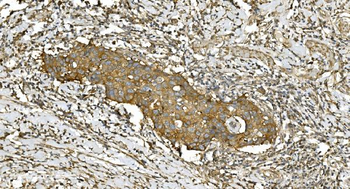 Tubulin alpha Antibody (monoclonal, 7B12)