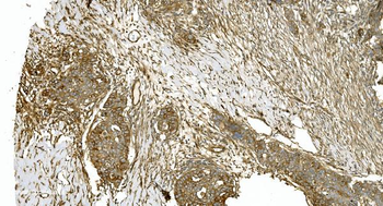 Tubulin alpha Antibody (monoclonal, 7B12)