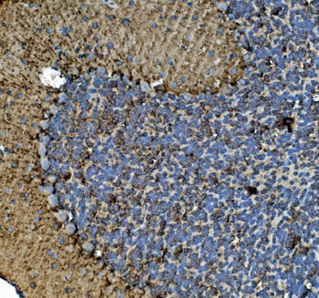 Tubulin alpha Antibody (monoclonal, 7B12)