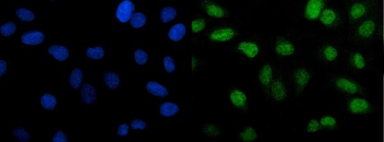 PTBP2 Mouse Monoclonal Antibody