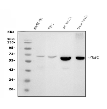 PTBP2 Mouse Monoclonal Antibody